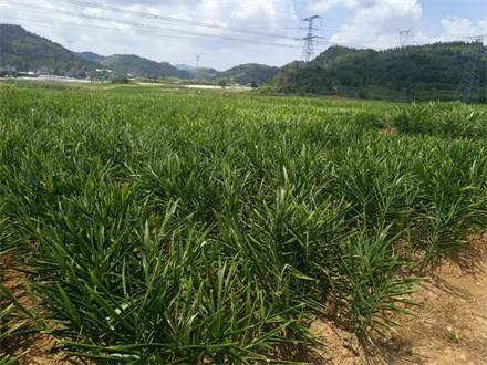 云南小黄姜基地展示